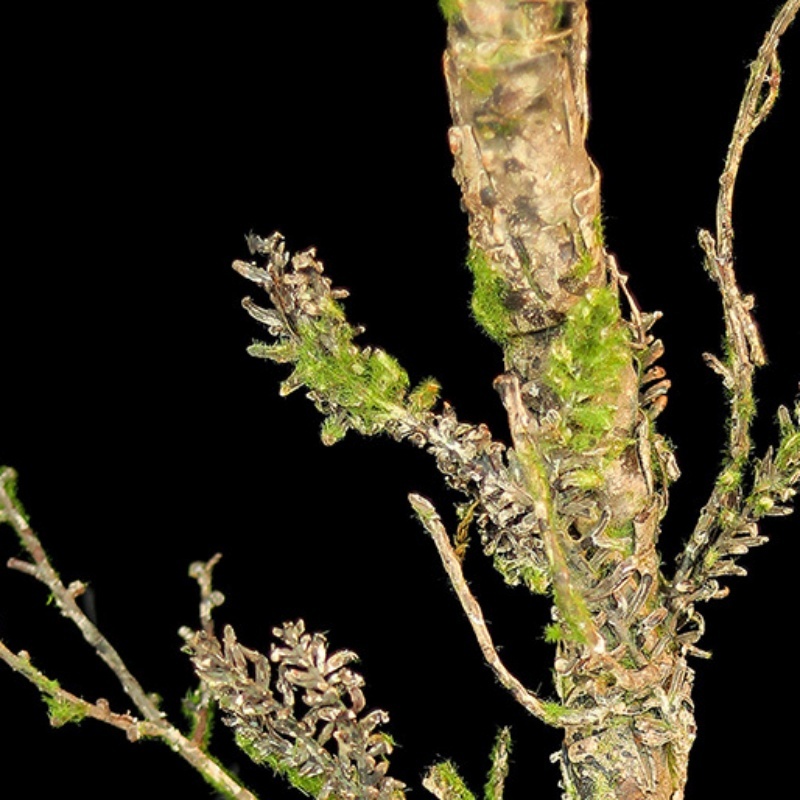 Yeni Solmuş Asmalar Yapay Köpü - Christmas Tree Artificial incelemesi ve fiyatı